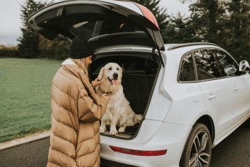 Dos and don'ts on driving with a dog in your car boot