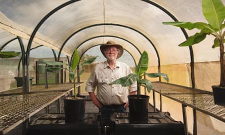 James Dale with young banana plants in a shade house