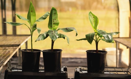 From left, wild banana, Cavendish and genetically modified QCAV-4 plants