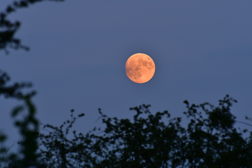 A strawberry full moon, a natural satellite against the dark sky.