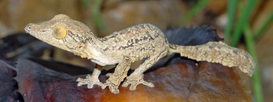 It took some time to confirm the gecko was an entirely new species