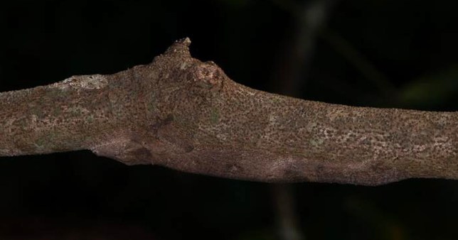 Somewhere on this branch lies a gecko 