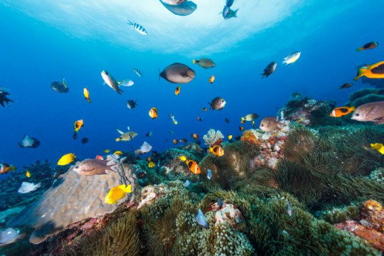 Coral reefs are under threat from warming seas