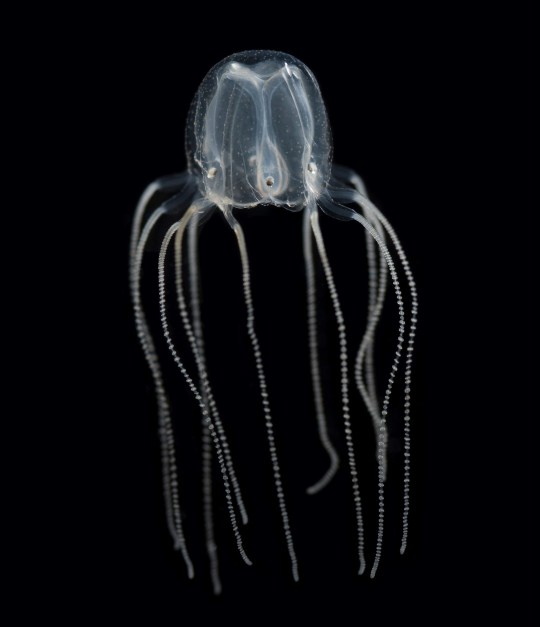 Jellyfish have been around for more than 500 million years