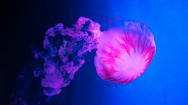 There are thousands of different species of jellyfish