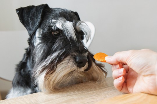 Feeding your dog natural vegetables and fruits - vegetarianism for pets