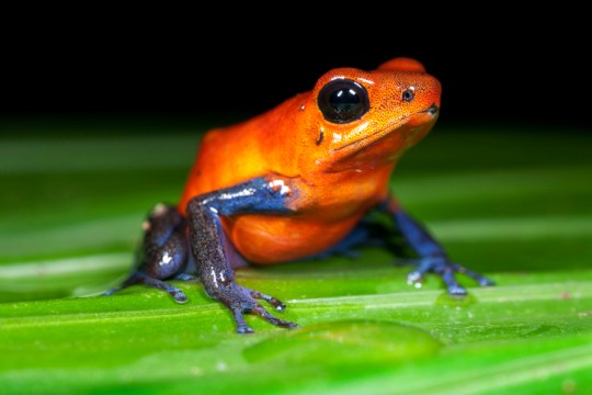 Frogs' ancient ancestors contain tiny traces of the ginger pigment