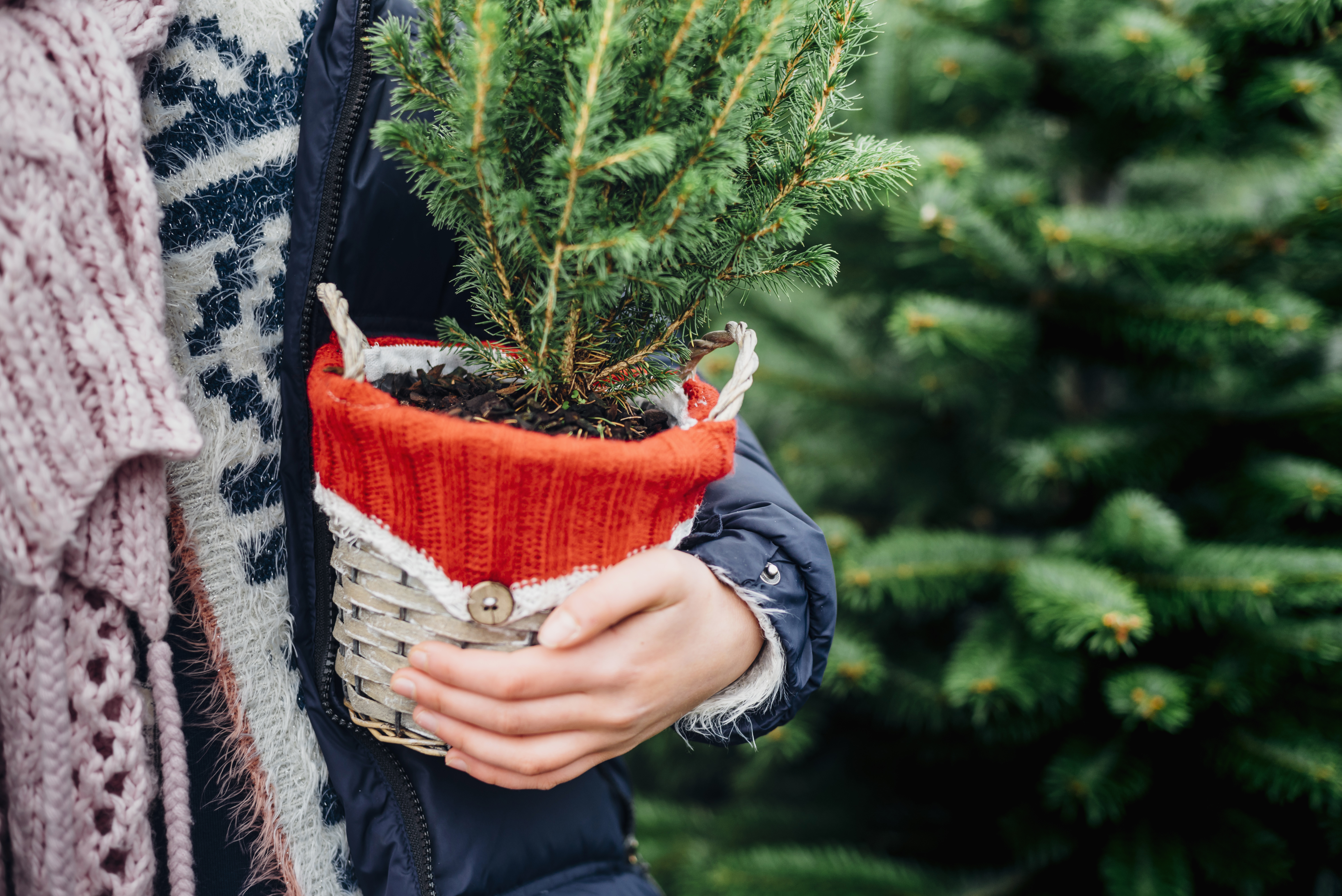 We reveal how you can reuse your Christmas tree