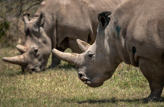 The last two northern white rhinos left on Earth