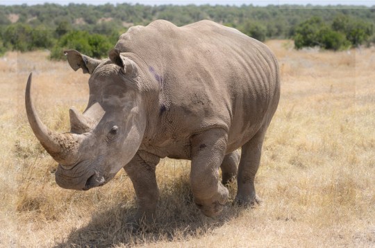 The southern white rhino surrogate