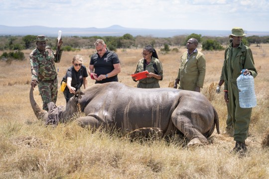 The surrogate rhino has a health check