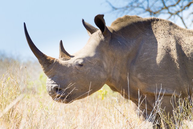 A white rhinoceros 