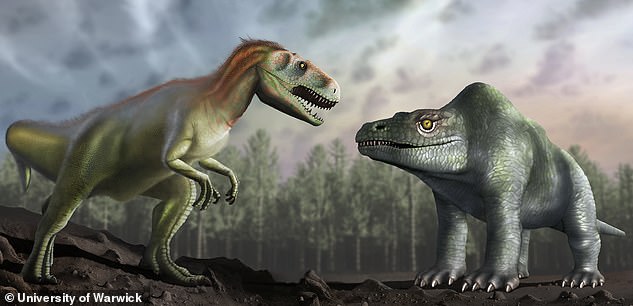 Scientists used to think that the megalosaurus walked on all fours and was 40ft long (right). Now, experts think that they were actually bipedal and only 20ft long (left)