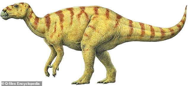 Palaeontologists now think the iguanodon walked on its hind legs. The 'horns' that early scientists found on the body are now know to be its large thumbs
