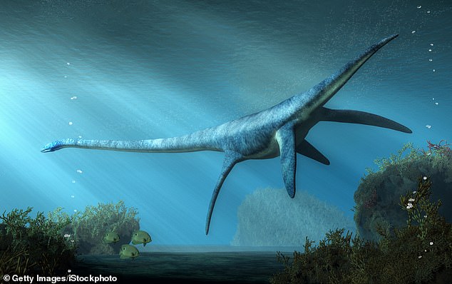 Now, experts know that the head of the Elasmosaurus would have been at the other end of its body. Experts aren't sure why their necks were so long, but suggest it may have helped them to catch fish