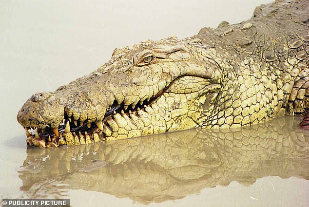 To understand how dinosaurs may have looked, researchers compare them to their surviving descendants - crocodiles and birds (stock image)