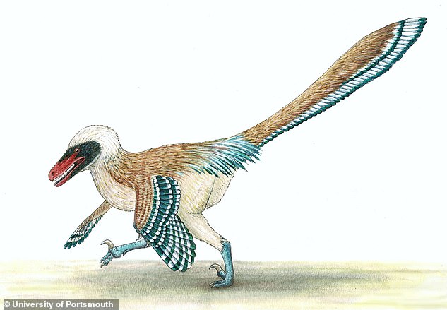 Experts now think that the velociraptor (pictured) was actually covered in a thick layer of feathers and had wings which it used for signalling