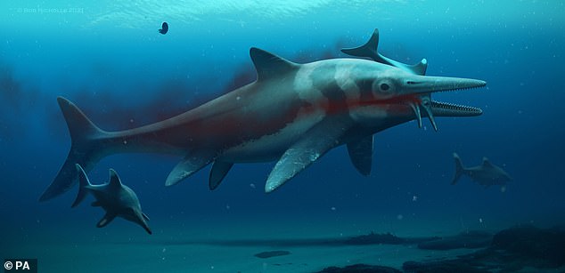 Modern palaeontologists believe that the ichthyosaur's body was shaped more like a dolphin than a crocodile, as early researchers had thought