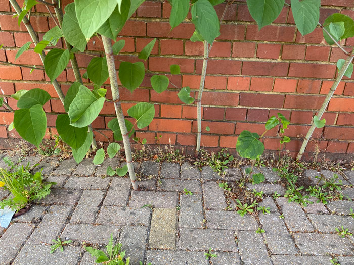 How Business and Individuals can Prevent Japanese Knotweed Spread in their Community