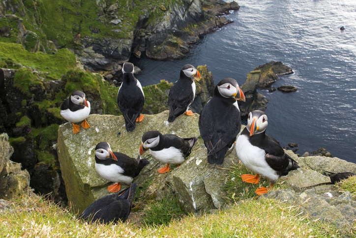 Atlantic puffins congregating on clifftop rock