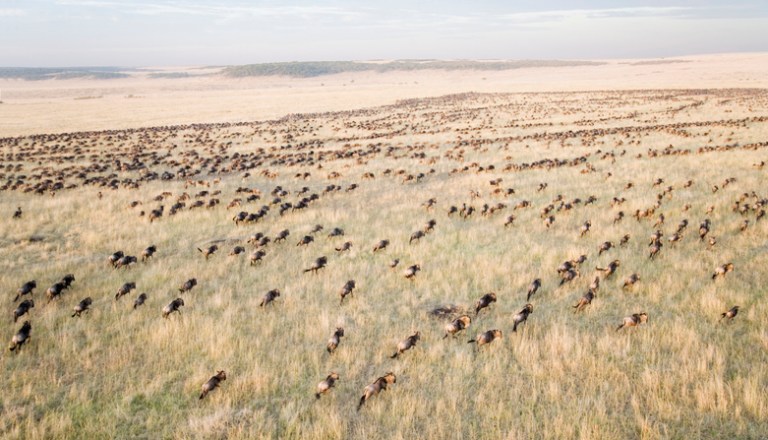 Aerial View of Migrating Wildebeests