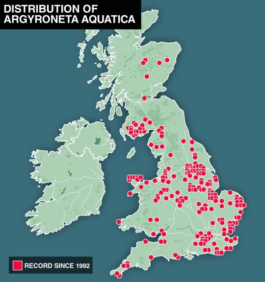 Map showing where the water spider is found in the UK