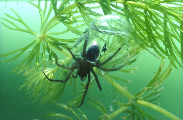Diving bell spider, or water spider, also called Argyroneta aquatica