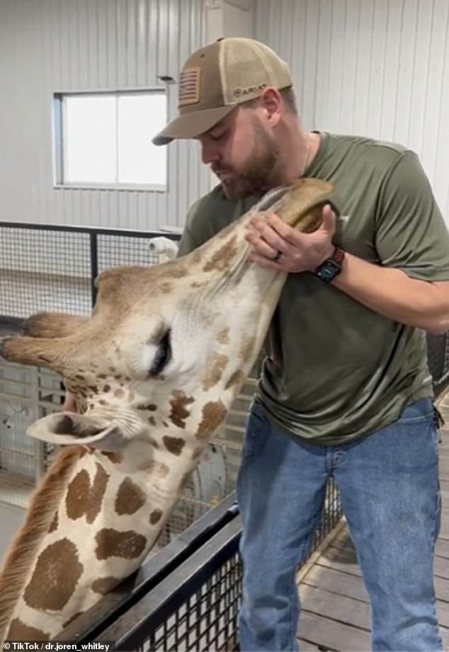 Gerry the giraffe (pictured) didn't appear to be in pain but was also experiencing small problems in his upper and lower neck.