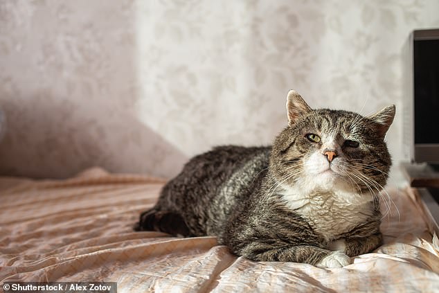 They say cats have nine lives. But now, owners can work out exactly how much longer their beloved pet is expected to live (stock image)